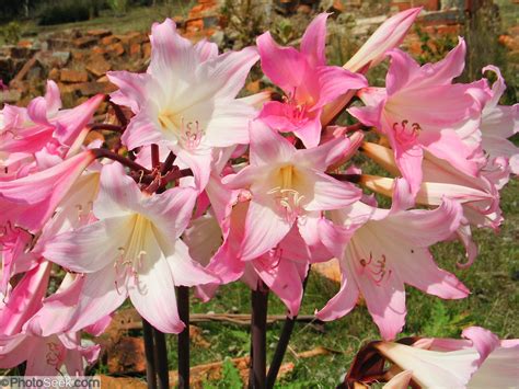 bare naked lady plant|8 Different Types of Naked Lady Flowers To Cheer Up Your Garden